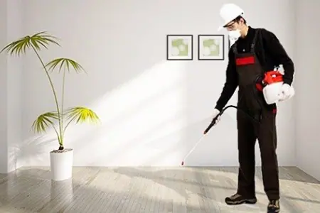 شركة رش حشرات في العين