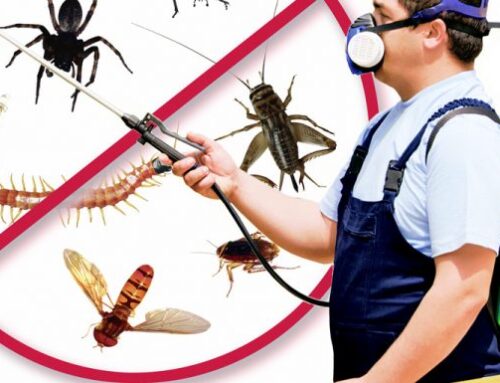 شركة رش حشرات في الفجيرة |0547137712| مبيدات