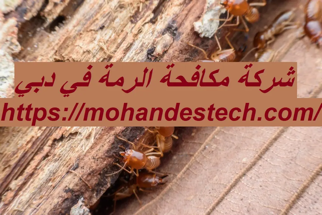 شركة مكافحة الرمة في دبي