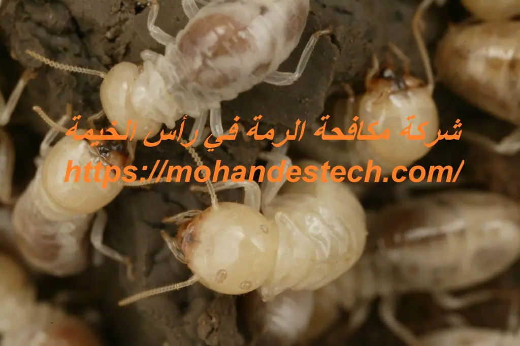 شركة مكافحة الرمة في رأس الخيمة