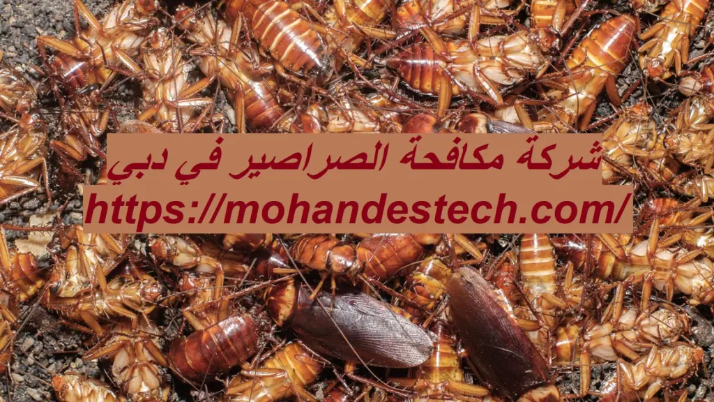 شركة مكافحة الصراصير في دبي