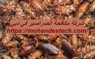 شركة مكافحة الصراصير في دبي