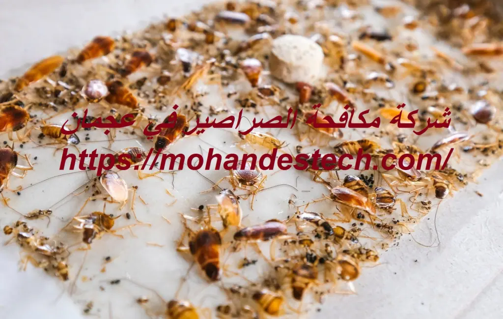شركة مكافحة الصراصير في عجمان