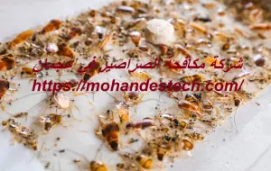شركة مكافحة الصراصير في عجمان
