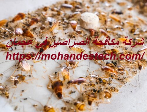 شركة مكافحة الصراصير في عجمان |0561484426| محاربة الحشرات