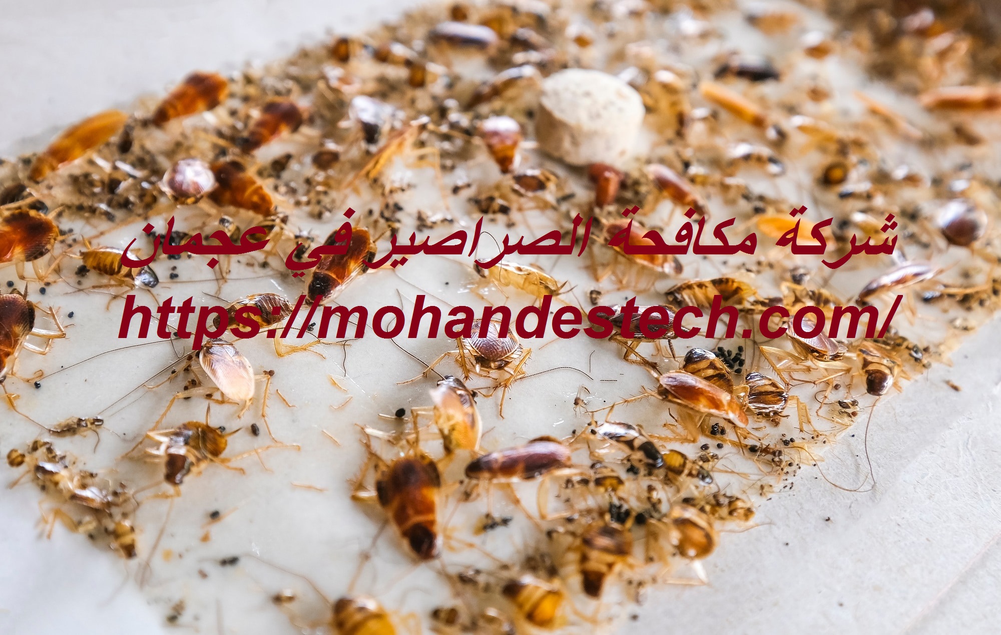 شركة مكافحة الصراصير في عجمان |0522814040| محاربة الحشرات