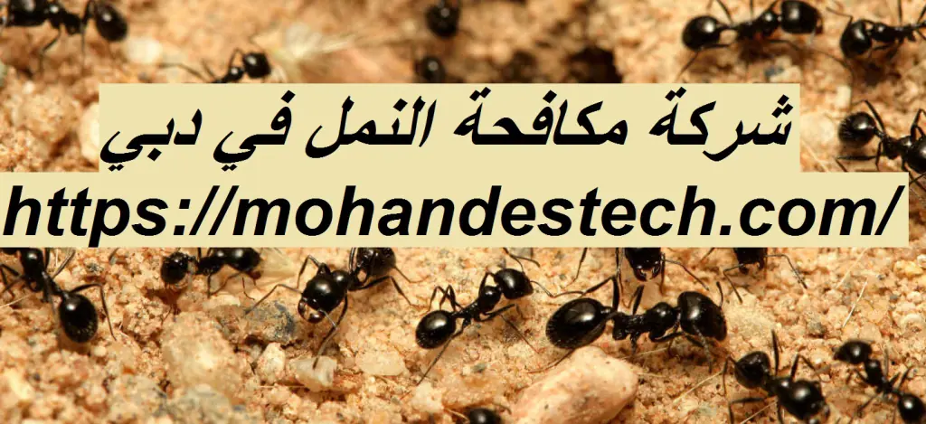 شركة مكافحة النمل في دبي