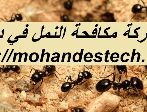 شركة مكافحة النمل في دبي |0561484426| النمل الابيض
