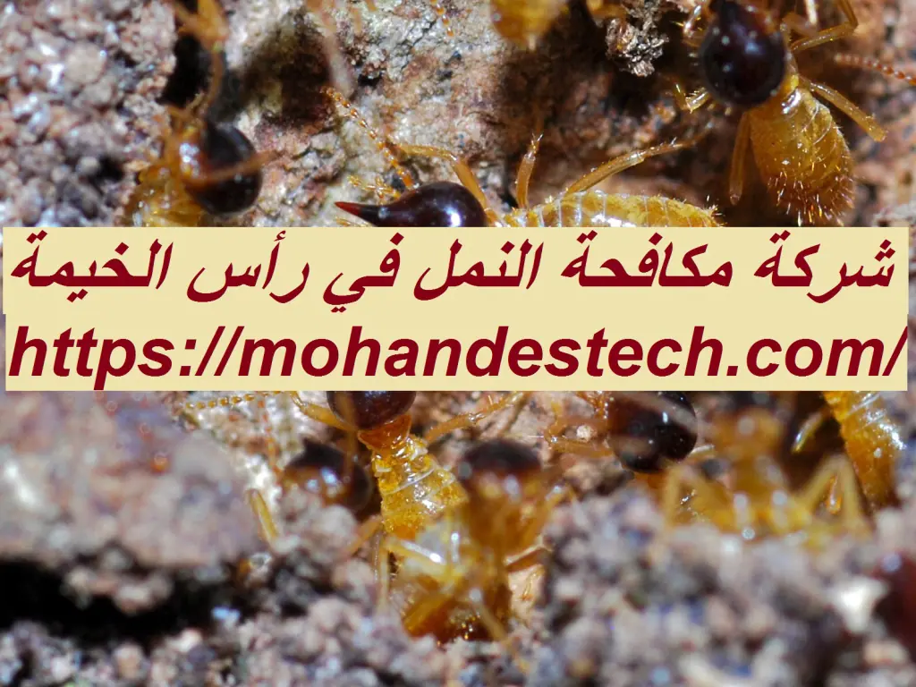 شركة مكافحة النمل في رأس الخيمة