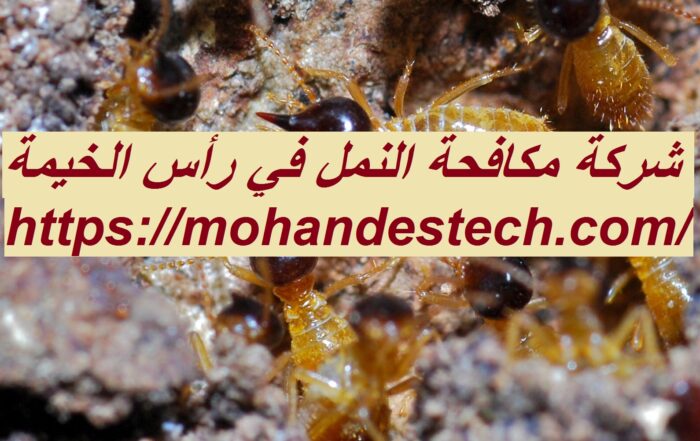 شركة مكافحة النمل في رأس الخيمة