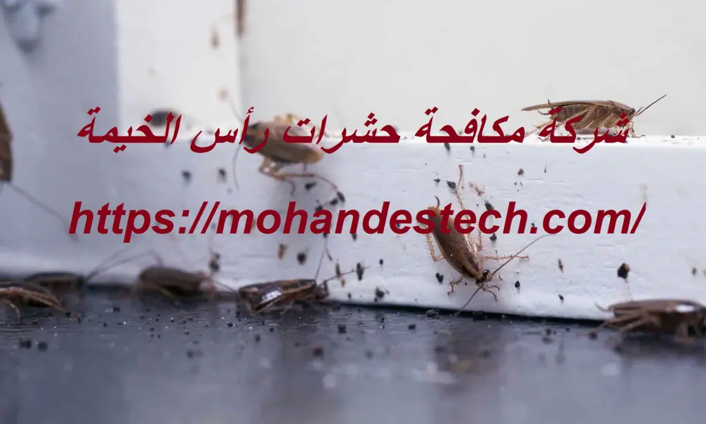 شركة مكافحة حشرات رأس الخيمة