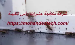 شركة مكافحة حشرات رأس الخيمة