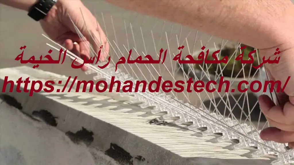 شركة مكافحة الحمام رأس الخيمة