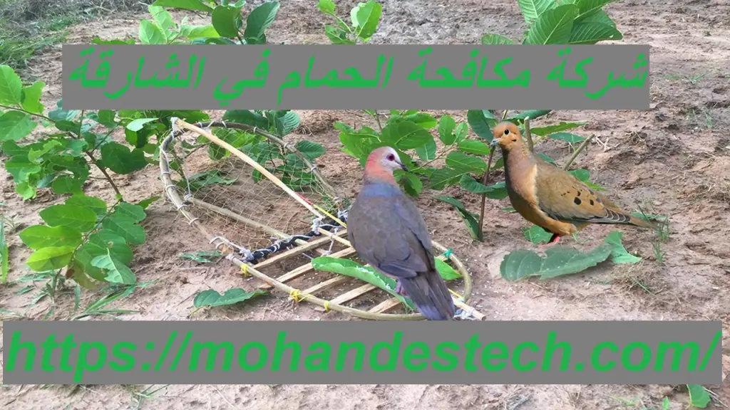 شركة مكافحة الحمام في الشارقة