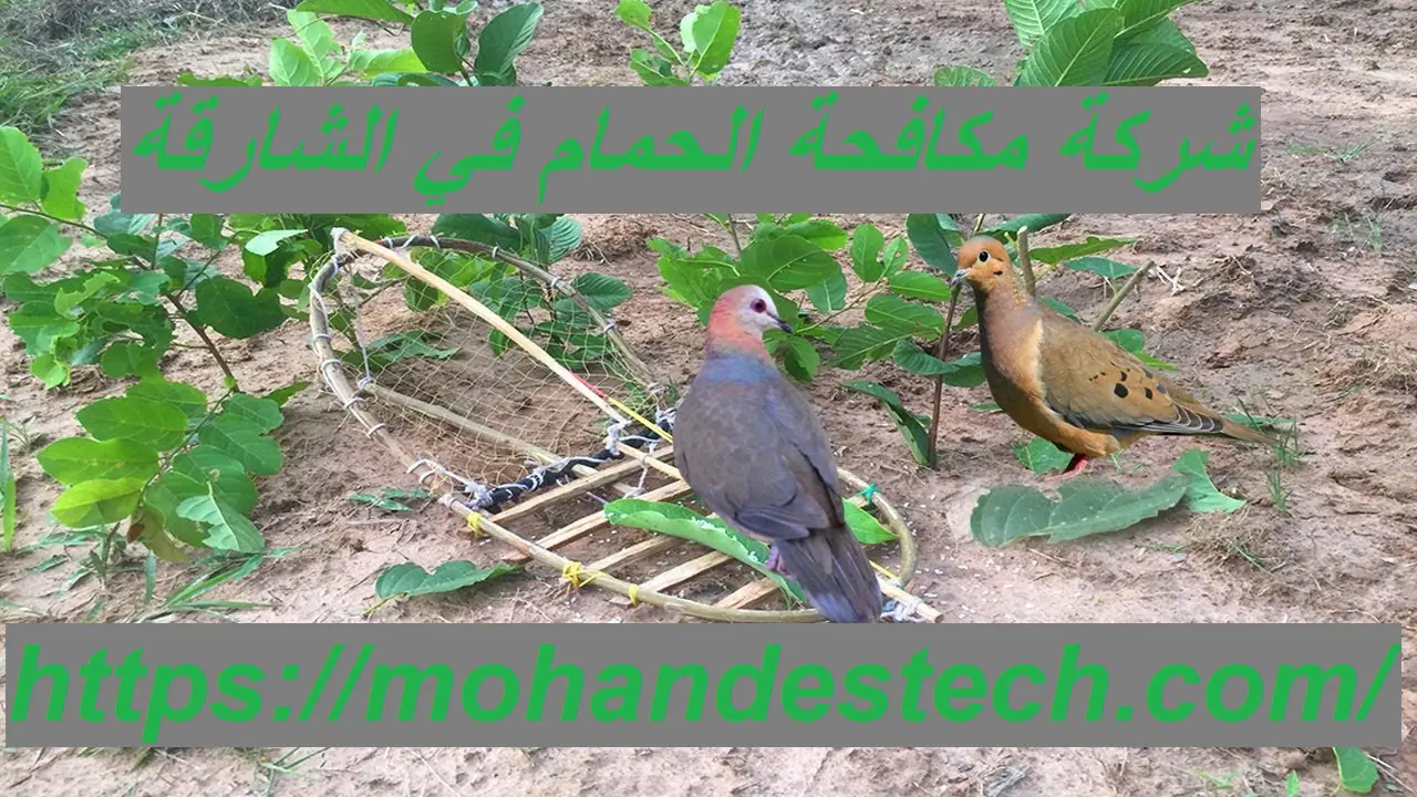 شركة مكافحة الحمام في الشارقة