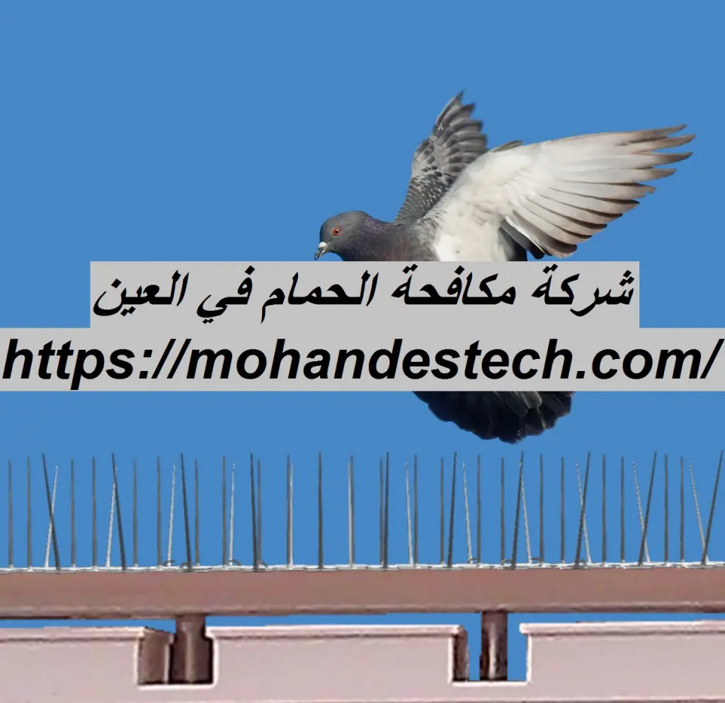 شركة مكافحة الحمام في العين