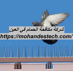 شركة مكافحة الحمام في العين