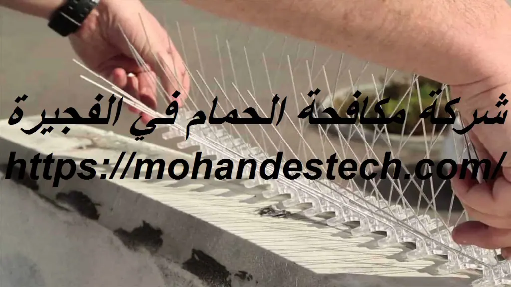 شركة مكافحة الحمام في الفجيرة