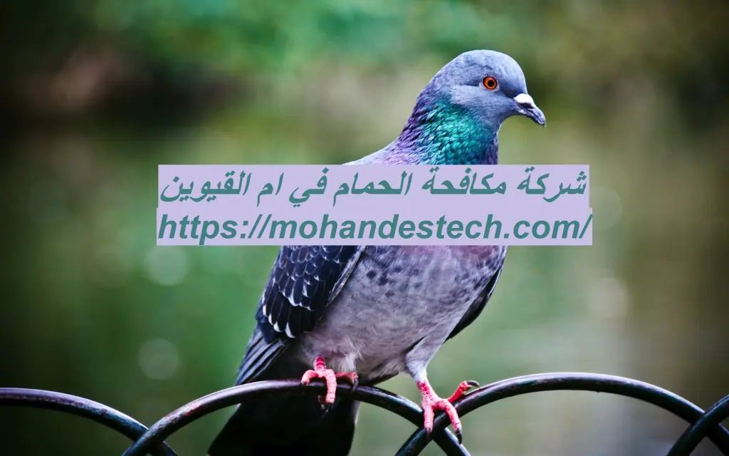 شركة مكافحة الحمام في ام القيوين