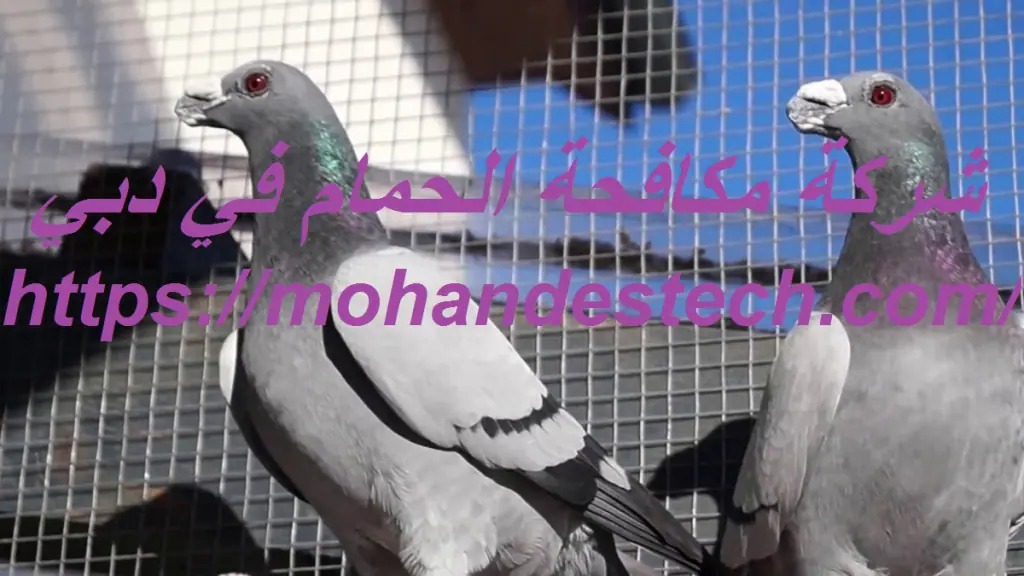 شركة مكافحة الحمام في دبي