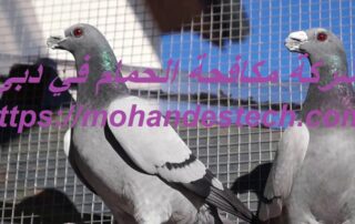 شركة مكافحة الحمام في دبي