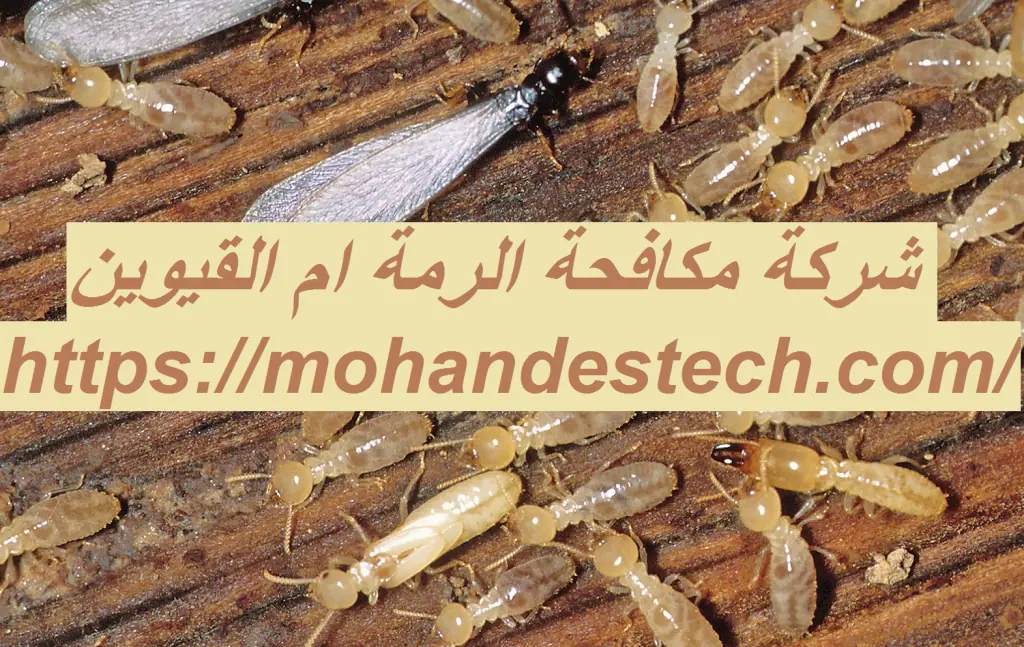 شركة مكافحة الرمة ام القيوين