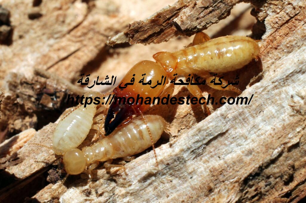 شركة مكافحة الرمة في الشارقة