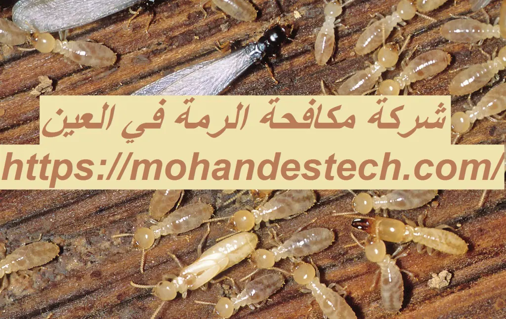 شركة مكافحة الرمة في العين