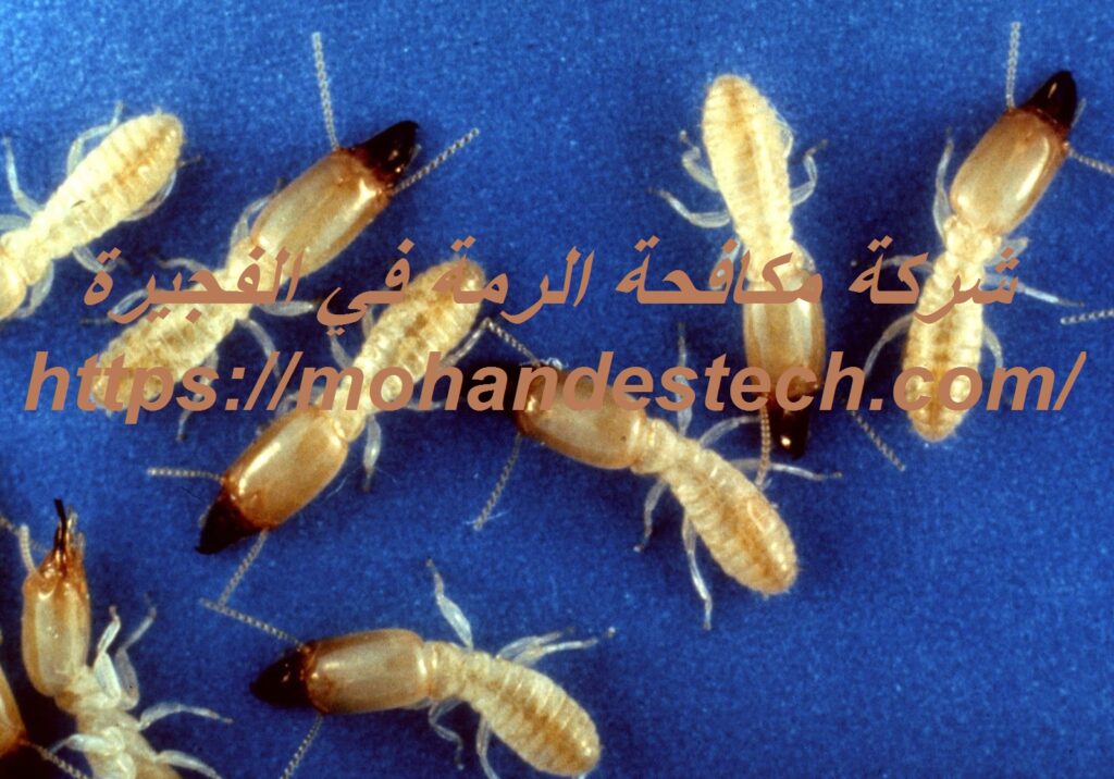 شركة مكافحة الرمة في الفجيرة