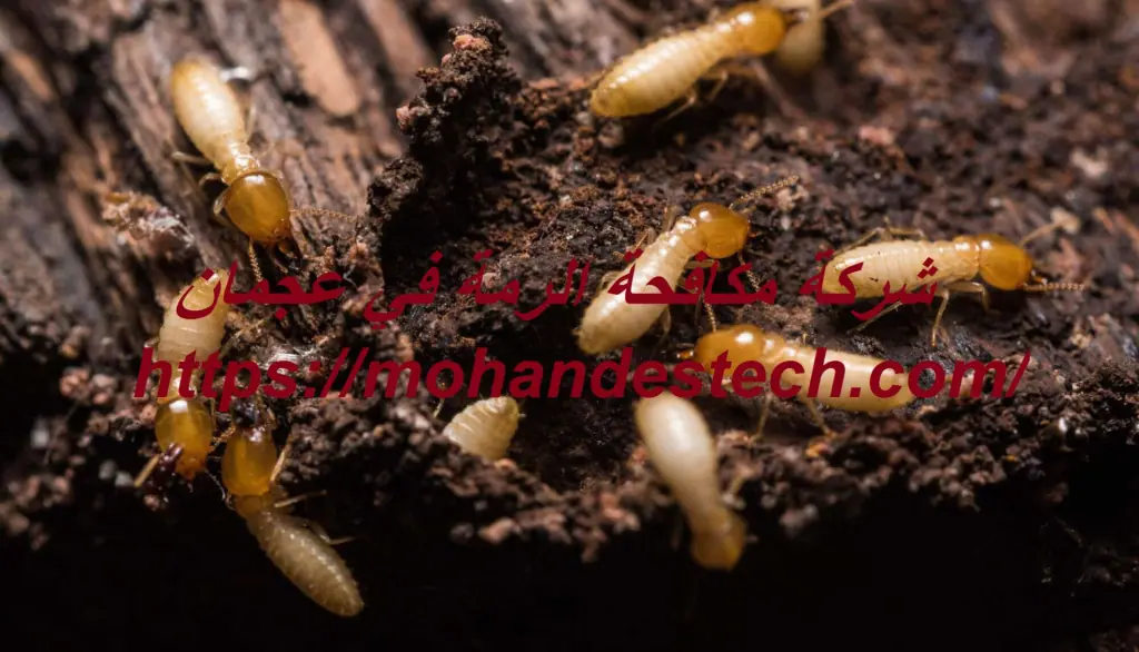 شركة مكافحة الرمة في عجمان