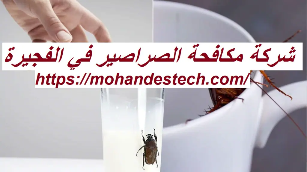 شركة مكافحة الصراصير في الفجيرة