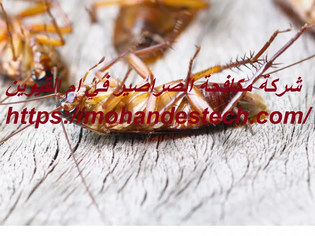 شركة مكافحة الصراصير في ام القيوين