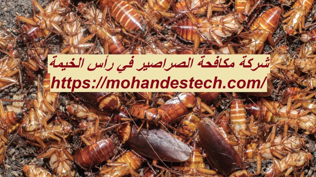 شركة مكافحة الصراصير في رأس الخيمة