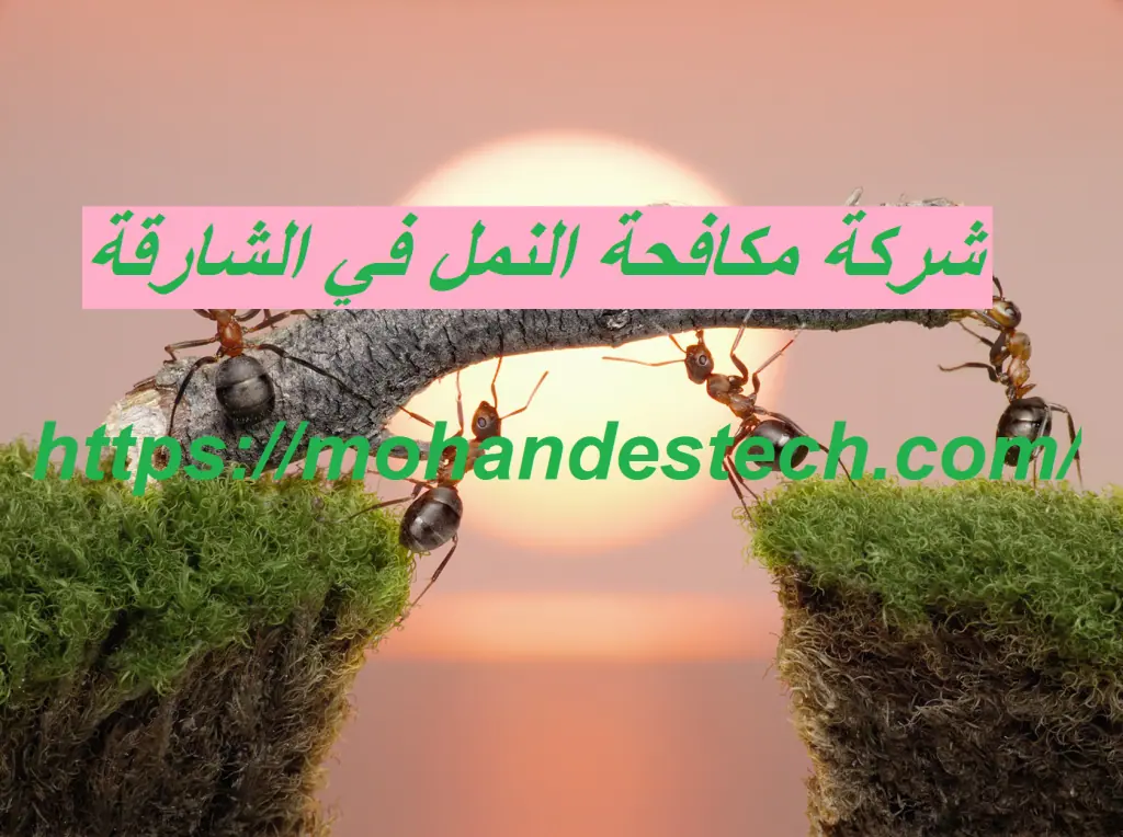 شركة مكافحة النمل في الشارقة
