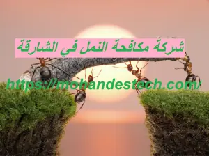 شركة مكافحة النمل في الشارقة