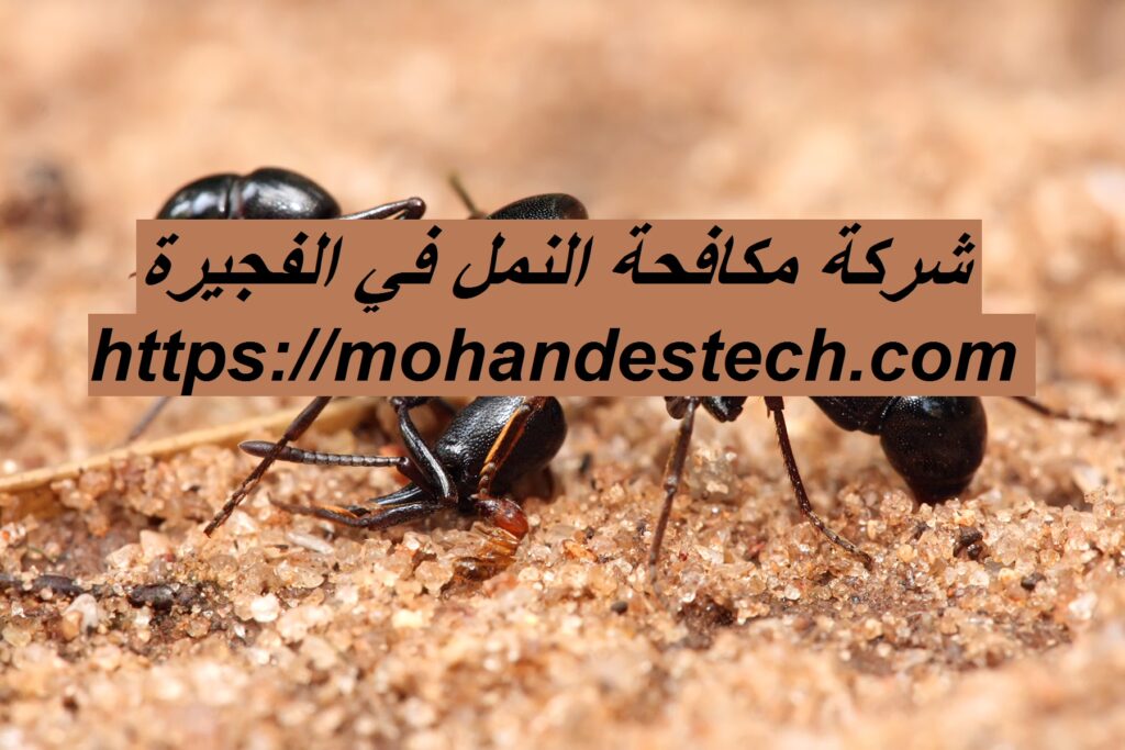 شركة مكافحة النمل في الفجيرة