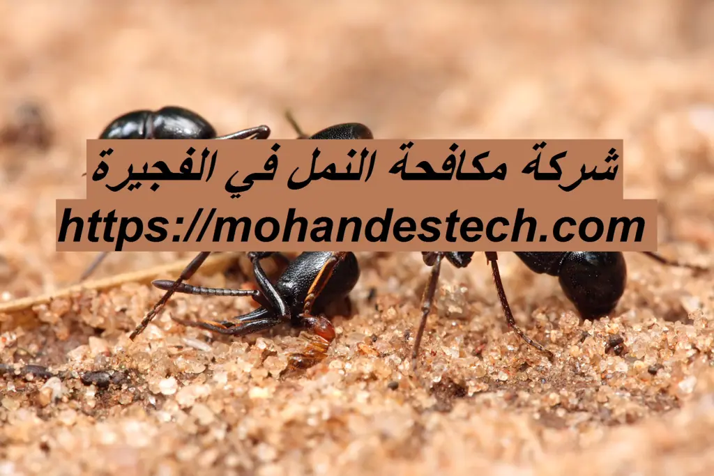 شركة مكافحة النمل في الفجيرة