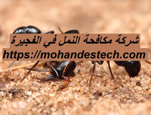 شركة مكافحة النمل في الفجيرة |0522814040| مكافحة حشرات