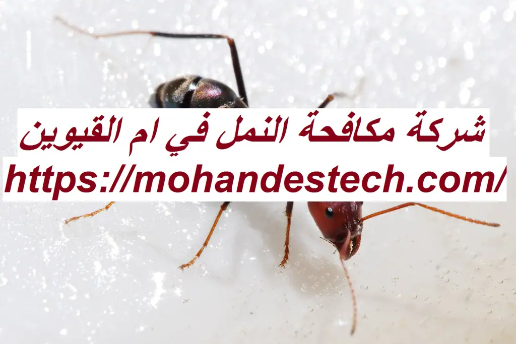 شركة مكافحة النمل في ام القيوين