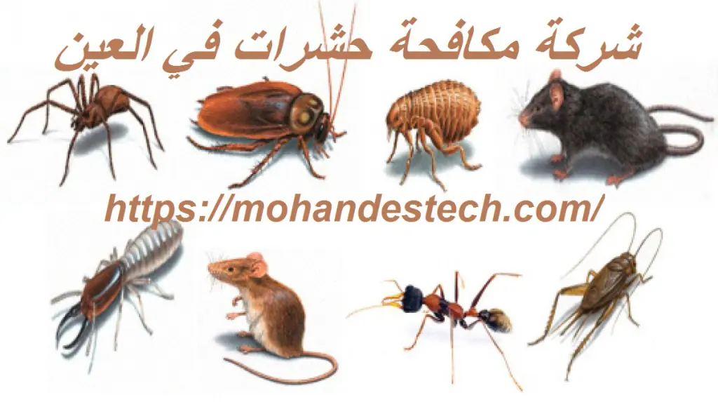 شركة مكافحة حشرات في العين