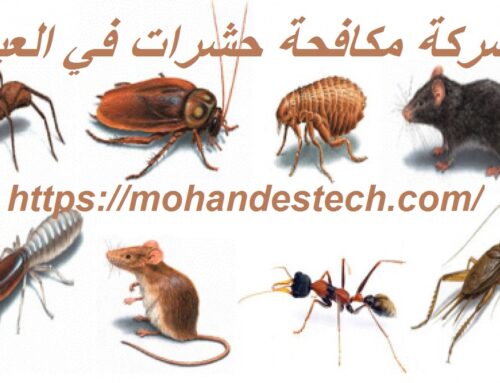شركة مكافحة حشرات في العين |0522814040| رش الحشرات