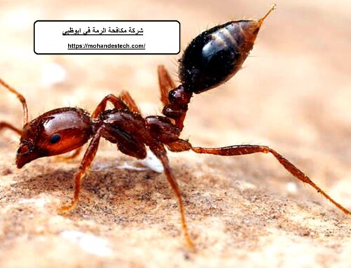 شركة مكافحة الرمة في ابوظبي |0522814040| النمل الابيض
