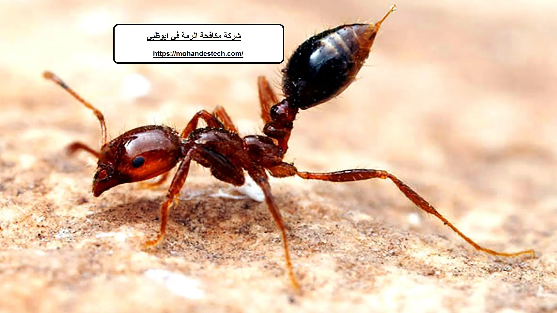 شركة مكافحة الرمة في ابوظبي